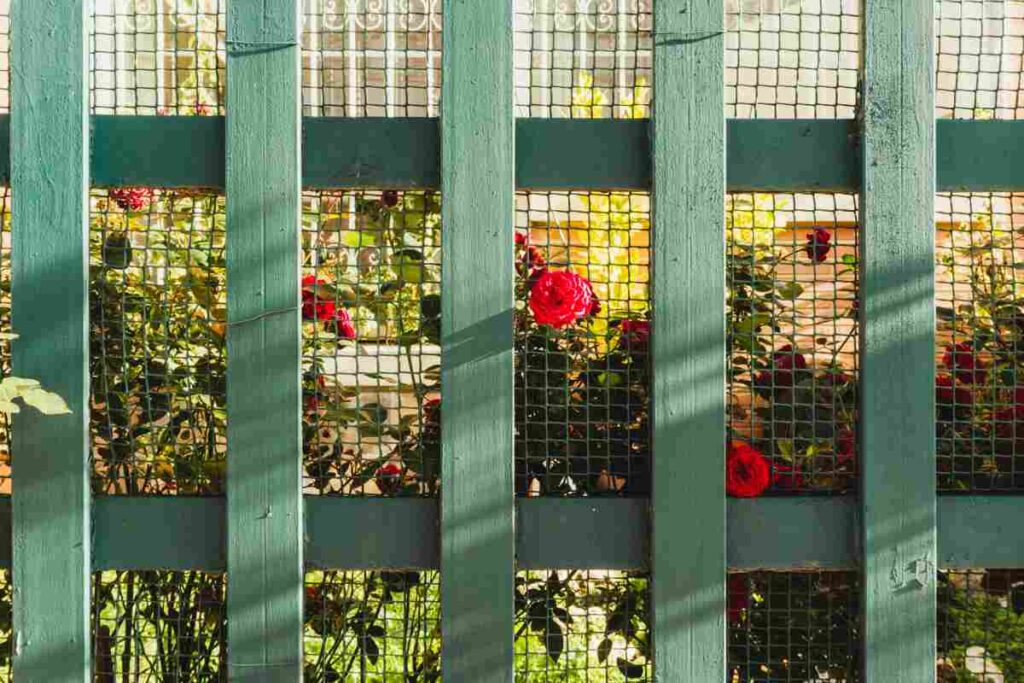 Green wooden fence with red roses visible through a mesh backing. Sunlight casts shadows.